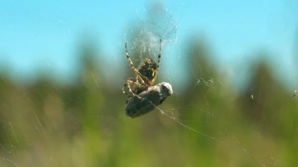 クモに被害者がいる。創造的だ。野生のクモは網で捕れた獲物を食べる準備をしている。夏の牧草地でのマクロコスモスの野生の世界 — ストック写真