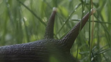 Yeşil çimenlikteki büyük salyangoz. Yaratıcı. Yaban salyangozunun yaz otlağındaki çimlere yakın çekimi. Güzel salyangoz bıyığı. Yaz otlağının makrokozu