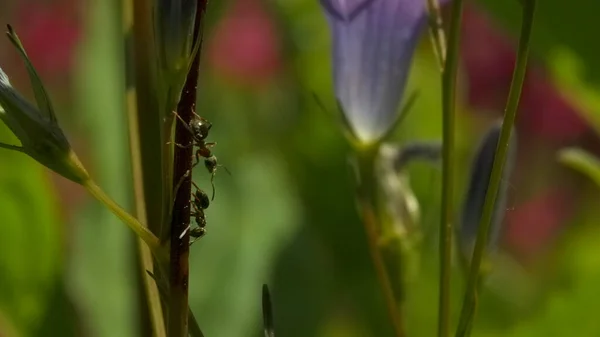 Großaufnahme von Ameisen an Pflanzenstämmen. Kreativ. Ameise auf Stiel grüner Pflanze auf verschwommenem Hintergrund von Pflanzen. Schöne Makrowelt der Sommerwiese — Stockfoto