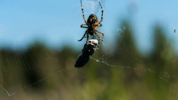 Egy rovar lóg a pókhálóján. Kreatív. Egy vékony lábú tarantula mászik és megérint egy követ, ami egy hálón lóg.. — Stock Fotó