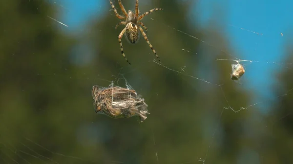 Spindel med offer på nätet. Kreativ. Vild spindel förbereder sig för att äta byten fångade i nätet. Makrokosmos vilda värld på sommaräng — Stockfoto
