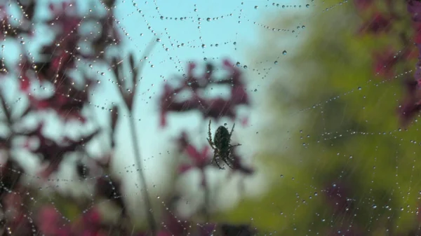 Hermosa araña en la web bajo la lluvia de verano. Creativo. Araña en la tela en la floreciente pradera de verano durante la lluvia. Lluvia de verano en el prado con araña y flores. Macro mundo del prado — Foto de Stock