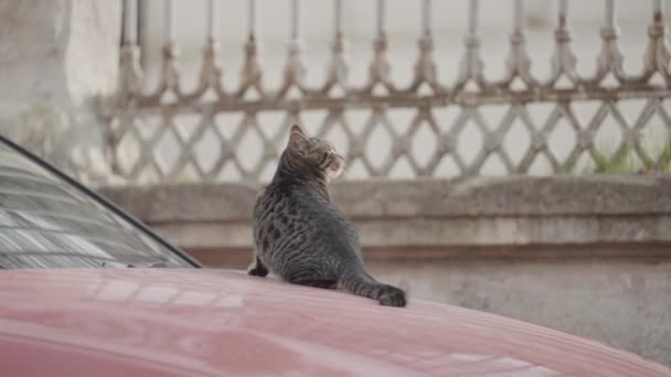 街上的猫坐在车上.行动。夏天,美丽的猫正坐在红色的车上.伊斯坦布尔的街头猫 — 图库视频影像