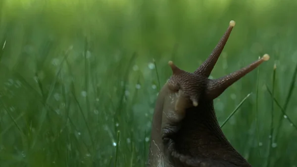 Csiga a makro fényképen.Kreatív. Egy hosszú bajuszú rovar üldögél egy hosszú zöld fűben, amelyen kis harmat van.. — Stock Fotó