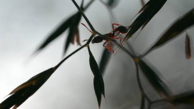 Bitki saplarındaki karıncalara yakın çekim. Yaratıcı. Bitkilerin bulanık arkaplanındaki yeşil bitki sapındaki karınca. Yaz otlağının güzel makro dünyası