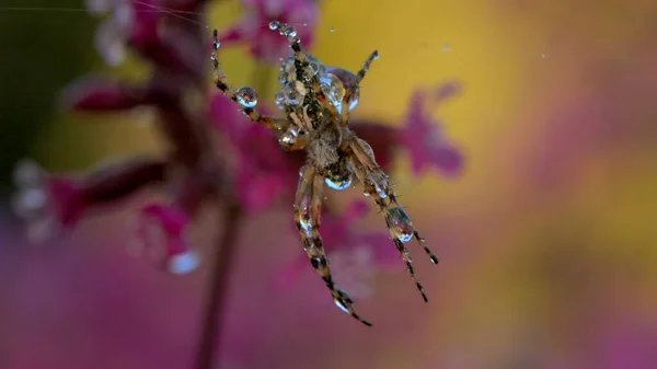 Прекрасна тарантула з кольоровою спиною. Креативний. Яскраво-фіолетові квіти з павутиною, на яких він висить на лапах . — стокове фото
