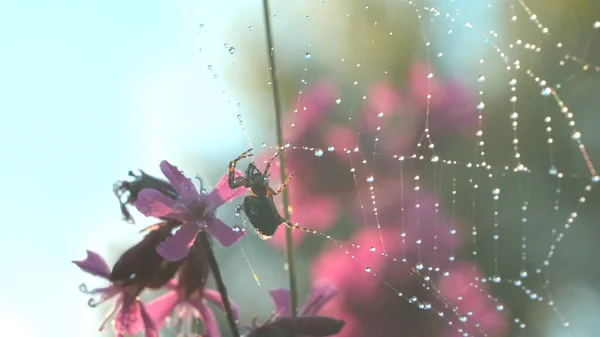 Araña en la web con rocío en el prado de verano. Creativo. Araña silvestre en la tela después de la lluvia en el prado de verano. Día soleado en macro mundo de pradera — Foto de Stock