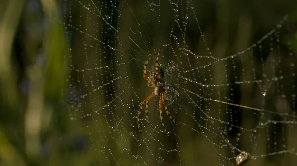 Un insecto que cuelga de una red. Creatividad. Una macro toma de una larga tela de araña con una gran araña colgando de ella en la hierba. — Foto de Stock