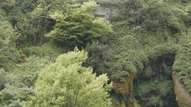 Yeşil bitkileri ve yosunları olan güzel kayalar. Başla. Taşlı dağlar ve yeşil bitki örtüsü. Yeşillik çeşitliliğiyle güzel kayalık manzaralar