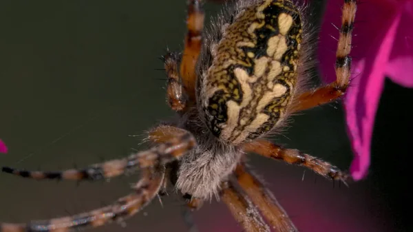 Közelkép egy nagy pókról a virágokon. Kreatív. Nagy, gyönyörű pók, mintázattal a hátán, virágokon ül. Vad rét pók virágszirmokon. A nyári rét makrokozmosza — Stock Fotó