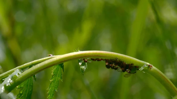 Ένα μικρό έντομο που σέρνεται σε έναν μίσχο πράσινου χόρτου στη βροχή. Δημιουργικό. Ένα μικρό μαύρο μυρμήγκι τρέχει μέσα από το πράσινο γρασίδι με σταγόνες νερού. — Φωτογραφία Αρχείου