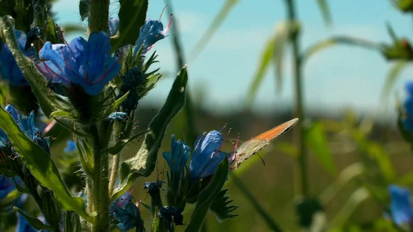 Egy fényes mező, gyönyörű, fényes virágokkal. Kreatív. Kék virágok, melyeken pillangók és más rovarok ülnek egy mezőn az erdő mellett, melyen a fű napfénnyel fényesen nő.. — Stock Fotó