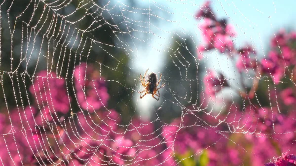 Araña en la fotografía macro. Creativa. Una araña sentada en una tela solar y aferrada a ella con sus pequeñas patas peludas se sienta al lado de orquídeas púrpuras en el sol. — Foto de Stock
