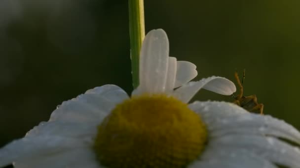 Un escarabajo en una flor de margarita con gotas de agua. Creativo. El primer plano del insecto que se arrastra sobre los pétalos suaves blancos de la flor. — Vídeos de Stock