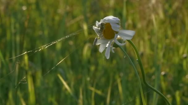 Close-up van madeliefje bloem met een spin en web op groene veld achtergrond. Creatief. Defocused zomerveld, insect, en bloemen. — Stockvideo