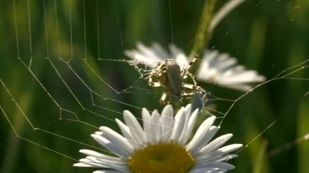 Közelkép a százszorszép virág egy pók és a web zöld mező háttér. Kreatív. Defocused nyári mező, rovar, és a virágok. — Stock videók