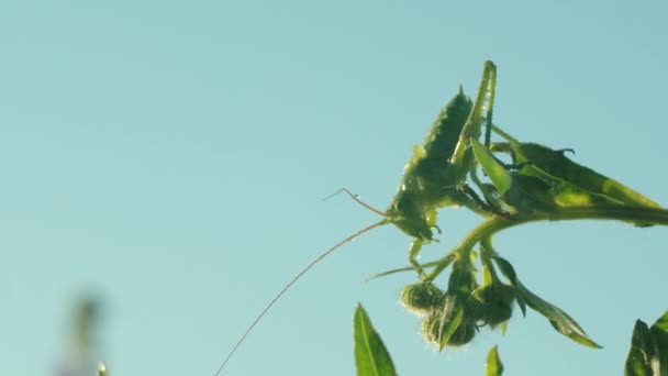 Gran saltamontes verde sobre fondo azul cielo, cerca de material de archivo. Creativo. Insecto verde en una planta verde de verano. — Vídeos de Stock