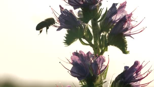 Parlak günbatımı arka planında, çiçeğin yanında uçan bir eşekarısı. Yaratıcı. Tarla bitkisinin yanında uçan böcekler. — Stok video