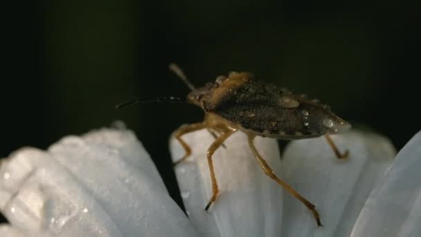 Brouk na sedmikrásce s kapkami vody. Kreativní. Detailní záběr hmyzu plazícího se po měkkých bílých okvětních lístcích květiny. — Stock video