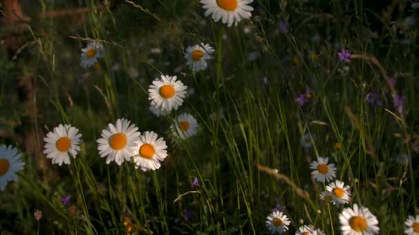 草原、植物や夏のコンセプトでデイジーの花を閉じます。創造的だ。緑の草原の花のフィールド. — ストック動画