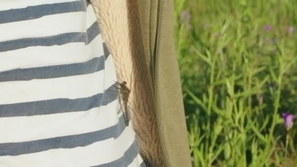 Großaufnahme der Libelle auf dem T-Shirt auf dem Feld im Park. Kreativ. Ein kleines Kind und ein Insekt im Sommer auf natürlichem Untergrund zwischen langem Gras. — Stockvideo
