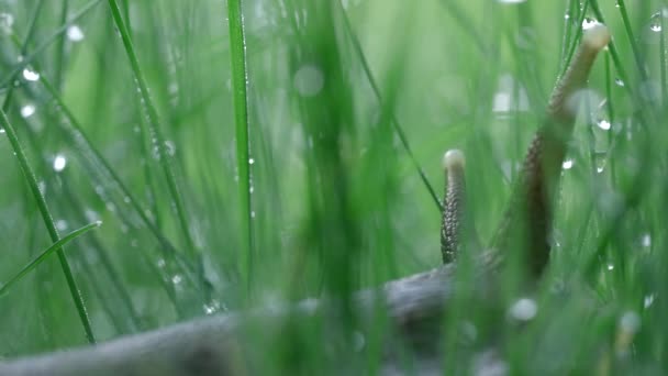 El primer plano del caracol entre la hierba con las gotas de agua líquida. Creativo. Lindo caracol en un prado de verano con el rocío de la mañana. — Vídeo de stock