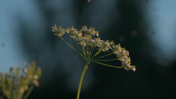 Büyüyen bitkilerin üzerinde uçan küçük sineklerle dolu doğal bir arka plan. Yaratıcı. Taze yeşil yaz çayırı ve böcekler. — Stok video