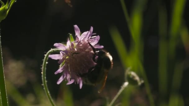 Bumblebee bebe néctar de flores jóvenes de trébol. Creativo. Primer plano del insecto en el campo de verano sobre fondo borroso. — Vídeo de stock