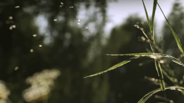 Mouchy lítají nad zelenou trávou. Akce. Malý černý hmyz létá po zelené trávě pod slunečními paprsky. — Stock video