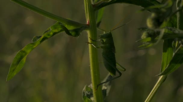 Insecten zitten in het gras. Actie. Een grote lichte sprinkhaan en een slak zitten in het groene gras met grote stengels. — Stockvideo
