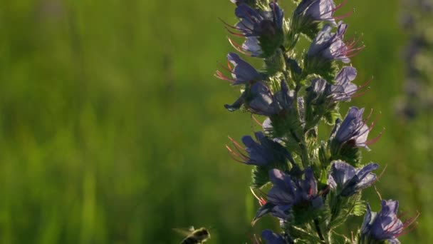 Nahaufnahme einer Wespe, die in der Nähe der Blume vor dem hellen Hintergrund des Sonnenuntergangs fliegt. Kreativ. Insekten fliegen an der Feldpflanze vorbei. — Stockvideo