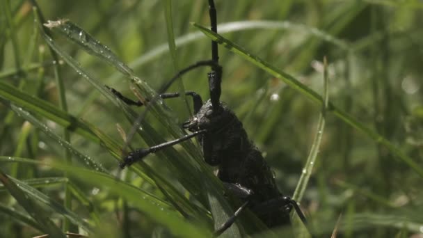 Stor svart skalbagge mot grönt gräs bakgrund, närbild. Kreativ. Svart insekt på en grön sommarväxt. — Stockvideo