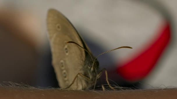 Blisko owada siedzącego na męskim ramieniu. Kreatywny. Mały motyl na ludzkim ramieniu na niewyraźnym tle. — Wideo stockowe