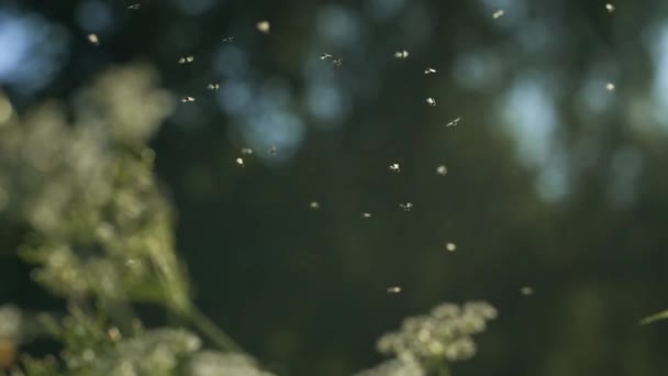 Nyári szúnyogok a zöld rét repül ellen elmosódott háttér fák és az ég. Kreatív. A növények felett repülő rovarok a nap alatt. — Stock videók