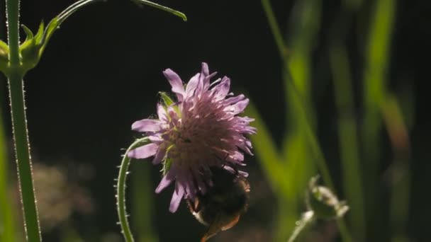 Bumblebee drinks nectar from young clover flowers. Creative. Close up of insect in the summer field on blurred background. — Stock Video