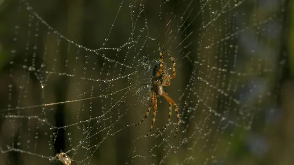 Primer plano de la araña en la web con rocío. Creativo. Hermosa araña salvaje en la web después de la lluvia. Macrocosmos del prado de verano — Foto de Stock