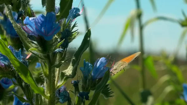 A pillangó kék virágokon ül. Kreatív. A pillangó csendben ül a kék harangokon a napos nyári napon. Gyönyörű pillangó ül a rét virágain. A nyári rét makrokozmosza — Stock Fotó