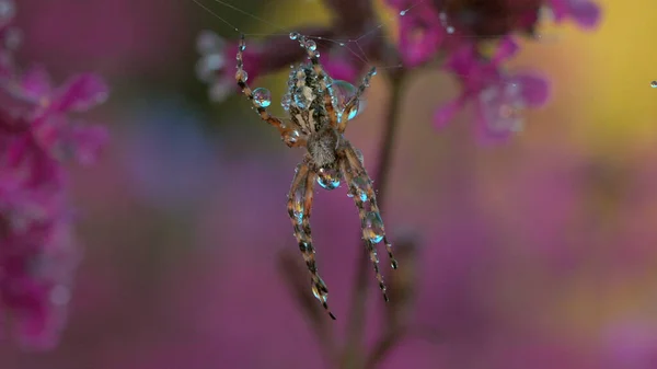Spindel på nätet med dagg på sommaräng. Kreativ. Vild spindel på nätet efter regn på sommarängen. Solig dag i makro värld äng — Stockfoto