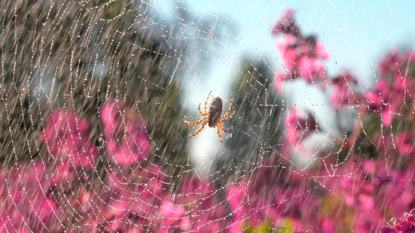 Piękny pająk w sieci w letni deszcz. Kreatywny. Pająk na pajęczynie w kwitnącej letniej łące podczas deszczu. Letni deszcz na łące z pająkiem i kwiatami. Makroświat łąki — Zdjęcie stockowe