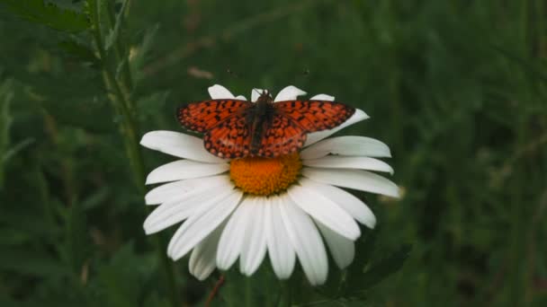 Papillon recueille le nectar d'une fleur, fermer. Créatif. Beau papillon sur un bourgeon jaune fleur et pétales blancs sur fond vert champ d'été. — Video