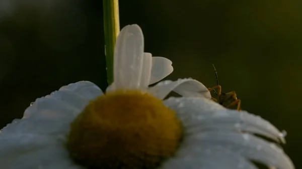 Egy bogár egy százszorszép virágon, vízcseppekkel. Kreatív. Egy virág puha, fehér szirmain csúszó-mászó rovar közelsége. — Stock Fotó