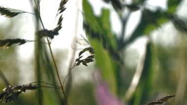 Şeffaf kanatları olan küçük bir midge ile doğal arka plan. Yaratıcı. Taze yeşil yaz çayırı ve bir böcek..