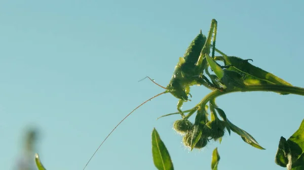 Gran saltamontes verde sobre fondo azul cielo, cerca de material de archivo. Creativo. Insecto verde en una planta verde de verano. — Foto de Stock