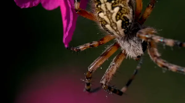 A beautiful tarantula with a colored back. Creative. Bright purple flowers with cobwebs on which he hangs on his paws. — Fotografia de Stock