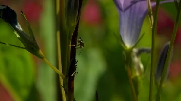 Purppurakellot, joihin muurahaiset ryömivät. Luova. Violetti kukka sinisen taivaan yläpuolella, johon pienet mustat hyönteiset ryömivät ruohossa. — kuvapankkivalokuva