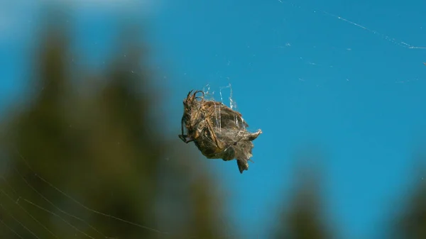 Spiderweb in macro fotografie. Krenavti. Een natuurlijk web waarop een cocon van insecten en enkele verstrengelde takken hangt tegen de achtergrond van hoge bomen en een blauwe daghemel. — Stockfoto