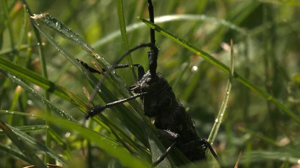 Large black beetle against green grass background, close up footage. Creative. Black insect on a green summer plant. — Stock Photo, Image