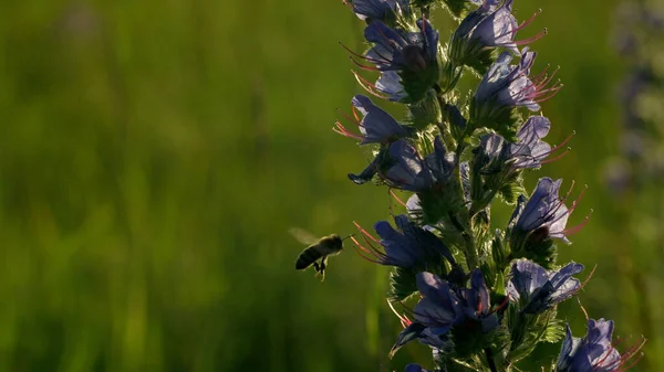 Gros plan d'une guêpe volant près de la fleur sur un fond de ciel brillant couchant. Créatif. Insecte volant près de la plante de plein champ. — Photo