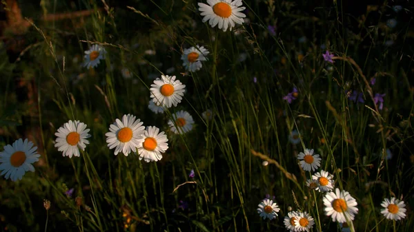 Közelkép a százszorszép virágok a rét, botanikai vagy nyári koncepció. Kreatív. Virágmezők a zöld mezőn. — Stock Fotó