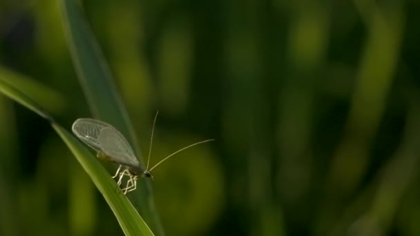 Une sauterelle avec une longue moustache est assise sur de fines herbes vertes. Créatif. Macro photographie où un petit forgeron est assis dans l'herbe et il pleut puis se termine. — Video